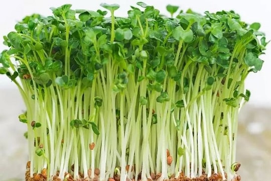 Tiềm ẩn nguy cơ ngộ độc từ rau mầm