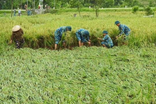 Mưa bão, dông lốc tại Hà Nội gây thiệt hại 65.467ha sản xuất nông nghiệp