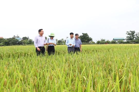 Sản xuất lúa theo hướng an toàn: Nâng cao chất lượng, mở rộng thị trường tiêu thụ