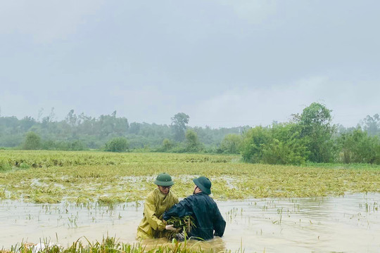 Thạch Thất: Các lực lượng chức năng hỗ trợ nông dân dựng, thu hoạch lúa mùa bị ngập