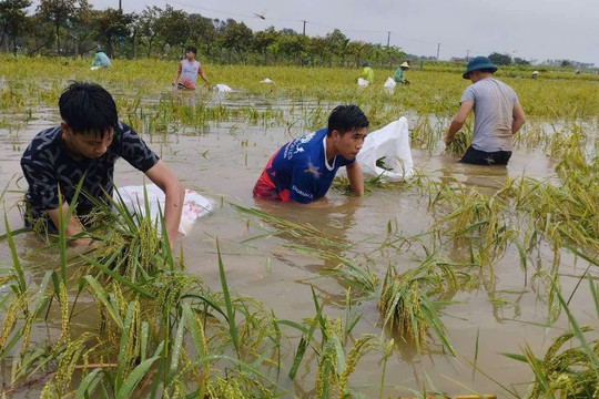 579 đội hình thanh niên Thủ đô tất bật cùng nhân dân chống lũ