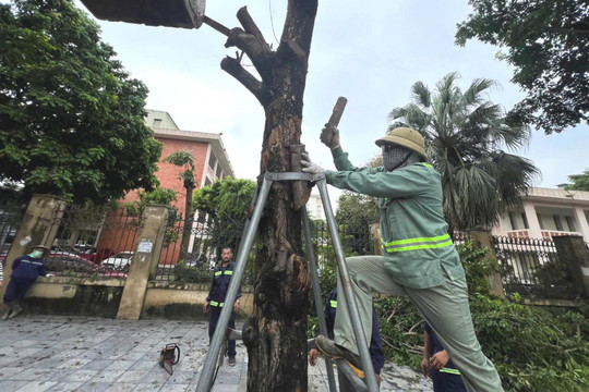 Hà Nội: Gia cố và dựng lại cây bị nghiêng, đổ sau bão trên đường Phạm Văn Đồng