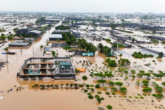 Hưng Yên: Vùng trồng hoa Văn Giang bị nhấn chìm trong nước