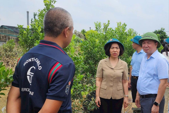 105ha trồng đào của Tây Hồ bị ngập, thiệt hại khoảng 85 tỷ đồng