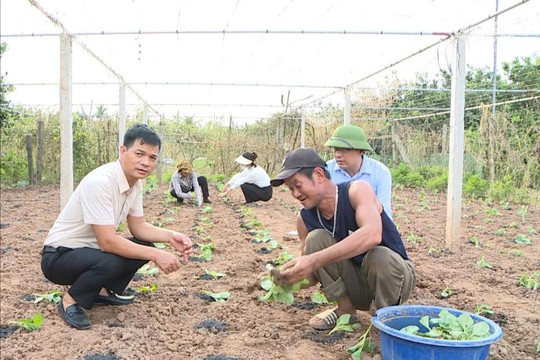 Phúc Thọ dồn lực cho vụ đông