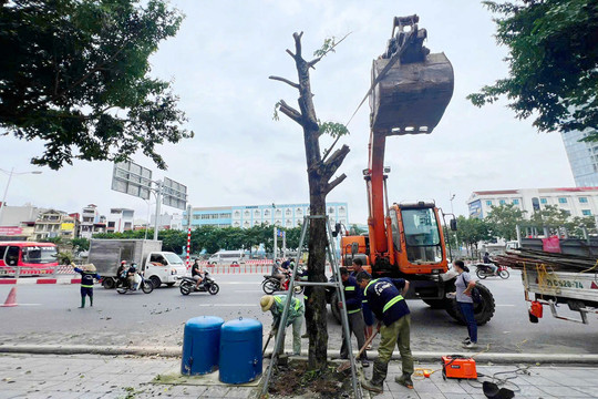 Cây xanh tại Hà Nội - Nhìn lại sau bão số 3: Lựa chọn cây đô thị phù hợp