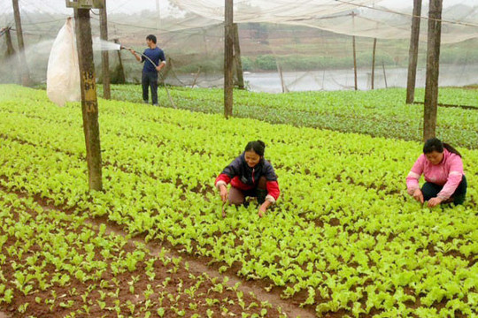 Nông dân khẩn trương gieo trồng vụ rau mới