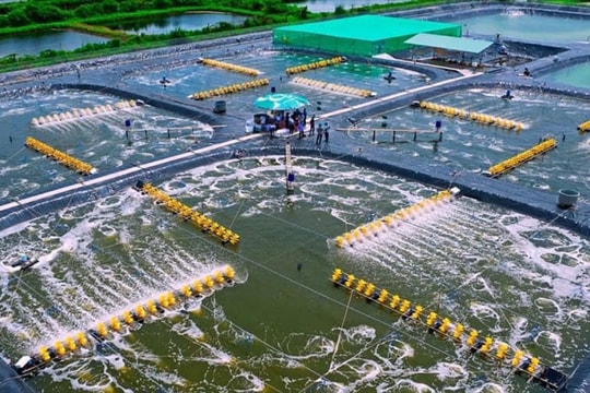 Bạc Liêu nỗ lực trở thành trung tâm ngành công nghiệp tôm cả nước