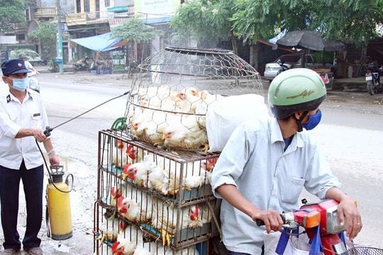 Vẫn còn tình trạng vận chuyển thực phẩm chưa bảo đảm an toàn