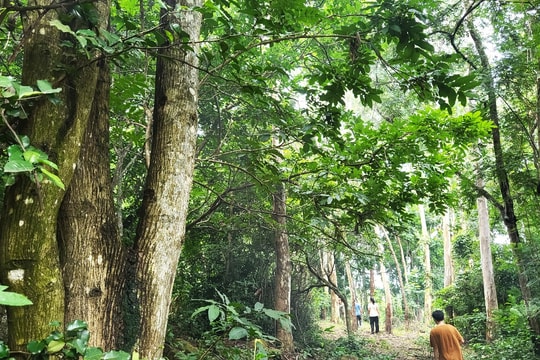 Bất ngờ với chuyến “Trị liệu rừng” ở nơi sát thành phố Hồ Chí Minh