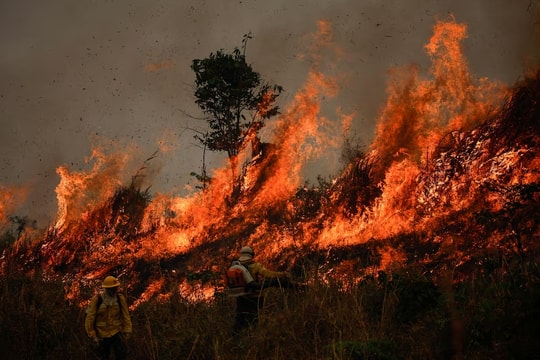 Brazil: Cháy rừng tại Amazon tăng kỷ lục trong vòng 15 năm