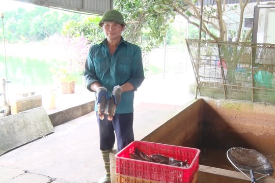 Cá rô đầu vuông nuôi theo quy trình khép kín, đạt chuẩn an toàn