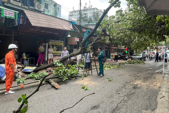 Hà Nội: 98 cây xanh quý bị gãy, đổ do bão số 3 được cứu sống, trồng lại