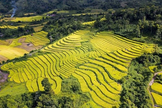 Điện Biên: Mùa vàng trên những thửa ruộng bậc thang ở biên giới Mường Nhé