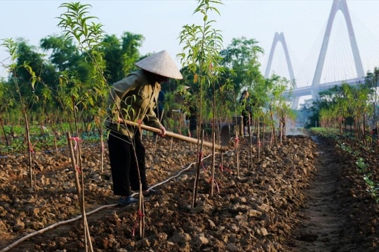 Hà Nội: Người dân Phú Thượng nỗ lực hồi sinh vườn đào Nhật Tân