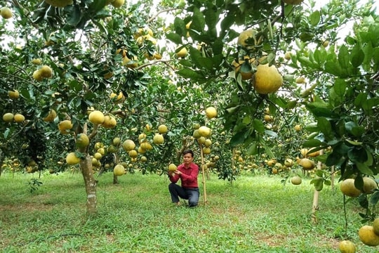 Phát triển, nhân rộng các mô hình khuyến nông hiệu quả