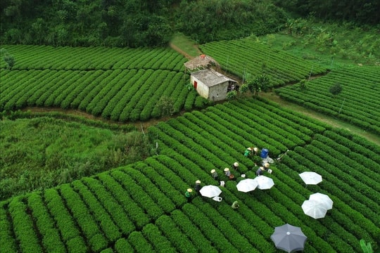 Từ đồi trà Thái Nguyên đăng nhập fv88 Trà Xanh Không Độ: Xây dựng chuỗi liên kết giúp nông dân ổn định đời sống, sản xuất