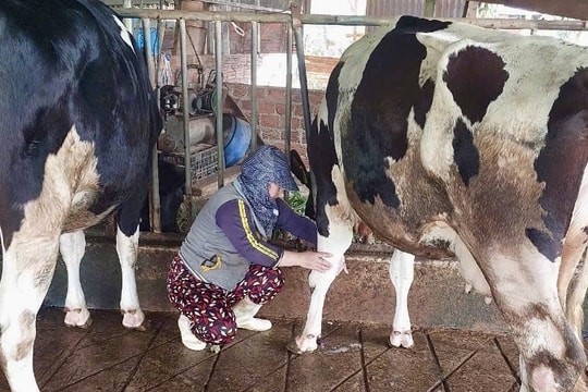Vụ bò sữa chết ở Lâm Đồng Còn 20 hộ chưa đồng ý mức bồi thường