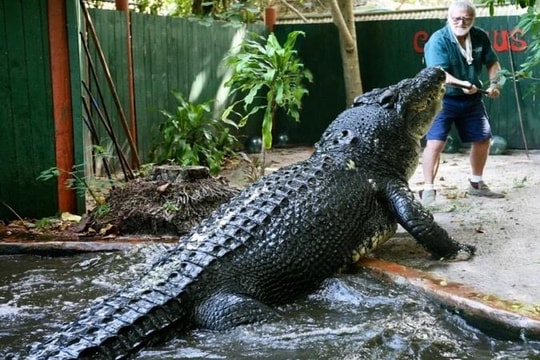 Cá sấu nuôi nhốt lớn nhất thế giới ở Australia đã chết