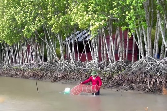 Cà Mau Hiệu quả từ mô hình nuôi tôm rừng sinh thái