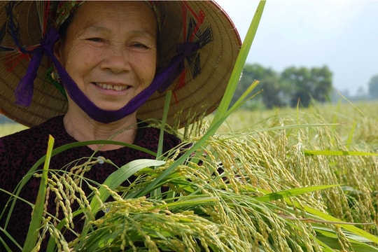 Phát triển thương hiệu Gạo nếp cái hoa vàng Thụy Lâm