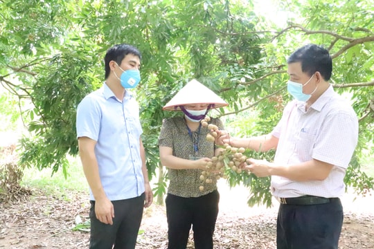 Hà Nội: Củng cố 80 hợp tác xã tại xã xây dựng nông thôn mới nâng cao, kiểu mẫu