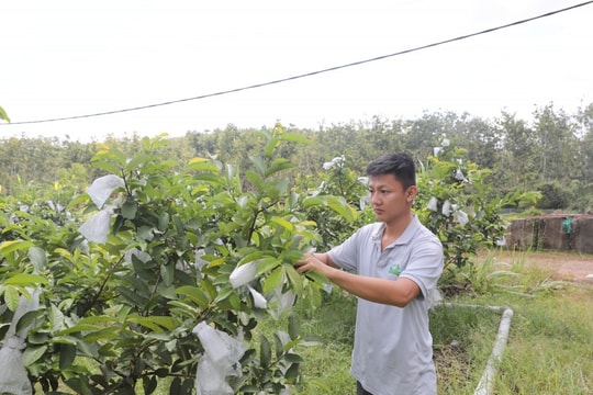 Bình Dương: Thủ phủ nông nghiệp ứng dụng công nghệ cao Bài 2: Những tỷ phú chân đất
