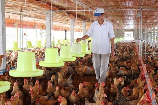 Quảng Ngãi: Phát hiện nhiều sản phẩm thuốc thú y vi phạm chất lượng