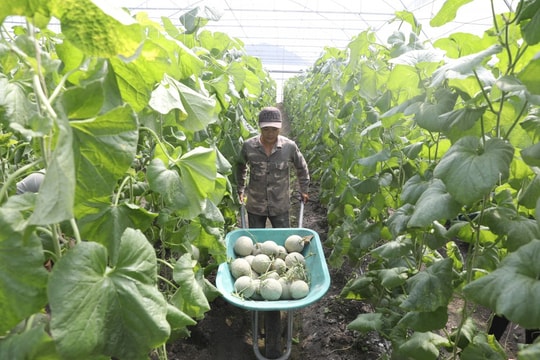 Bình Dương: Thủ phủ nông nghiệp ứng dụng công nghệ cao Bài 3: Phú Giáo hướng tới nền nông nghiệp bền vững