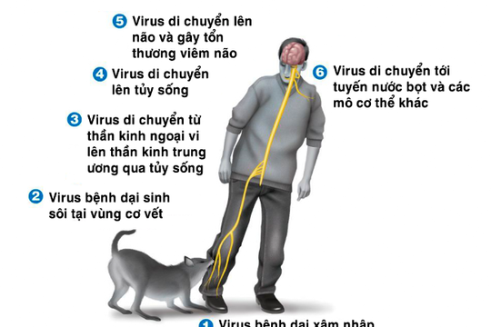 Vẫn còn những ca tử vong do chủ quan với bệnh dại