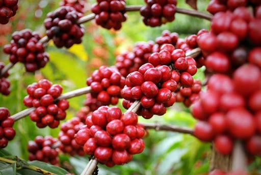 Cà phê Robusta xác lập "đỉnh" giá chưa từng có