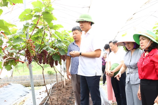 Hà Nội có nhiều lợi thế, tiềm năng phát triển nông nghiệp đô thị