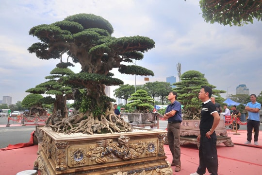 Liên hoan sinh vật cảnh Thủ đô quy tụ nhiều tác phẩm nghệ thuật đặc sắc