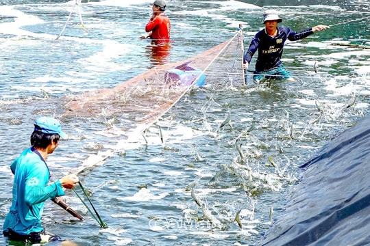 Cà Mau: Điểm sáng phát triển kinh tế biển miền Tây Nam Bộ