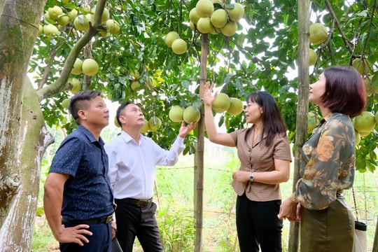 Tin tức đặc biệt trên báo in Hànộimới ngày 2-12-2024