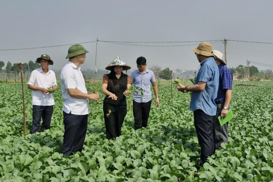 Mê Linh bảo đảm nguồn cung rau xanh dịp Tết