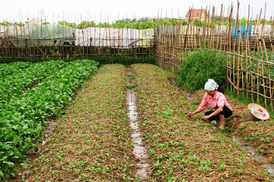 Hà Nội: Ít nhất 20% nhiệm vụ khoa học, công nghệ trong nông nghiệp được ứng dụng, chuyển giao