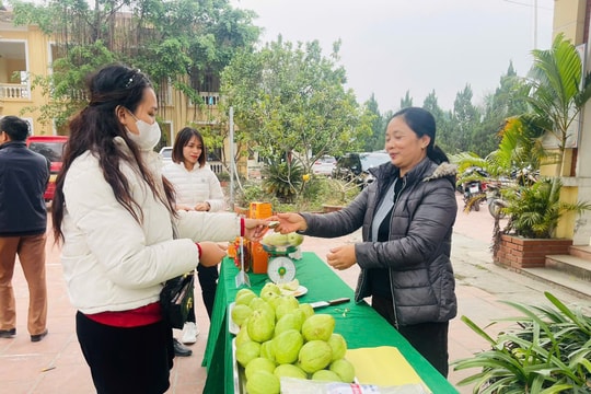 Kết nối tiêu thụ nông sản an toàn cho huyện Ứng Hòa