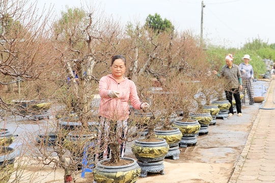 Thị trường hoa, cây cảnh Tết Nguyên đán Ất Tỵ 2025: Đa dạng chủng loại, giá bán tăng