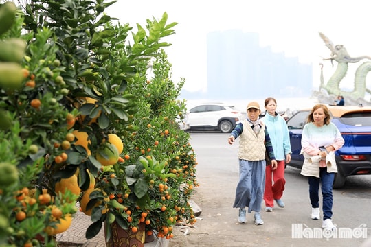 Người dân Thủ đô xuống phố chọn đào, quất, bưởi cảnh chơi Tết