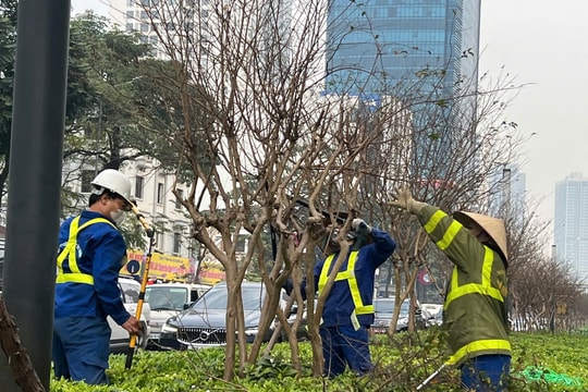 Hà Nội: Cắt tỉa hàng trăm cây tường vy để đón mùa hoa mới