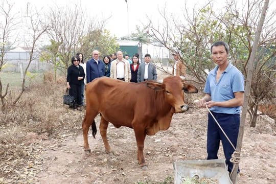 Báo Hànộimới và Công ty cổ phần Ao Vua tặng bò sinh sản cho các hộ khó khăn tại huyện Phú Xuyên