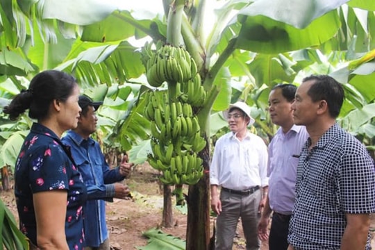 Hiệu quả lớn từ mô hình sản xuất chuối, bưởi VietGAP