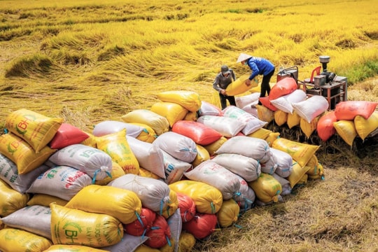 Sứ mệnh mới của hạt gạo Việt