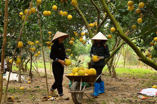 Thủ phủ bưởi Diễn tất bật phục vụ Tết Nguyên đán 2025