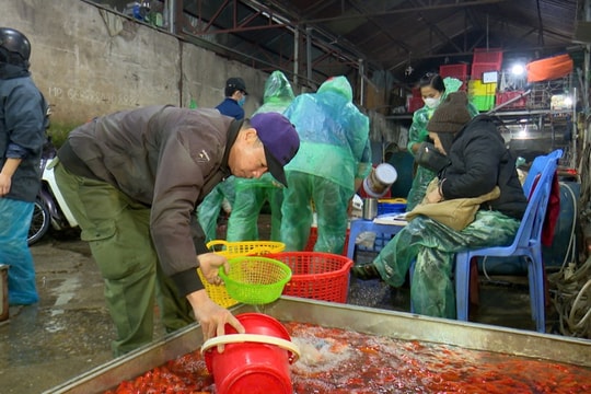 Chợ cá lớn nhất Hà Nội nhộn nhịp ngày ông Công, ông Táo