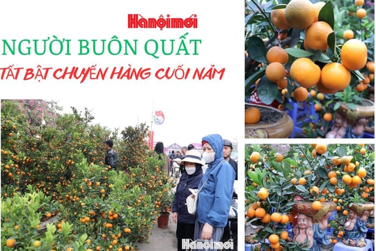 Người buôn quất tất bật chuyến hàng cuối năm