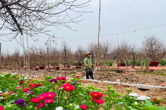 Quận Tây Hồ: Doanh thu đào, quất cảnh, hoa Tết đạt hơn 103 tỷ đồng