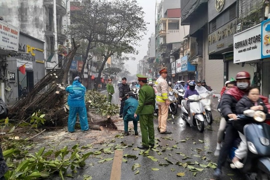 Cây đa lớn trên phố Bạch Mai đổ chắn ngang đường giờ cao điểm