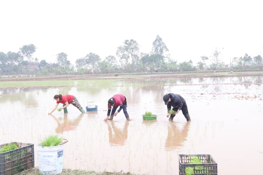 Tăng cường làm đất, giữ nước, gieo cấy vụ xuân